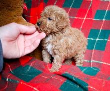 Toy Poodle Puppies