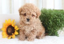 Toy Poodle Puppies