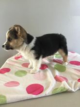 Tricolor Corgi Puppies