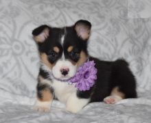 Tricolor Corgi Puppies