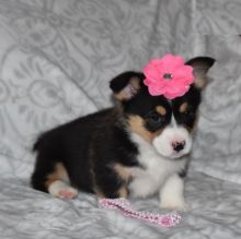 Tricolor Corgi Puppies