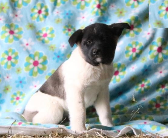 Akita Puppies Image eClassifieds4u