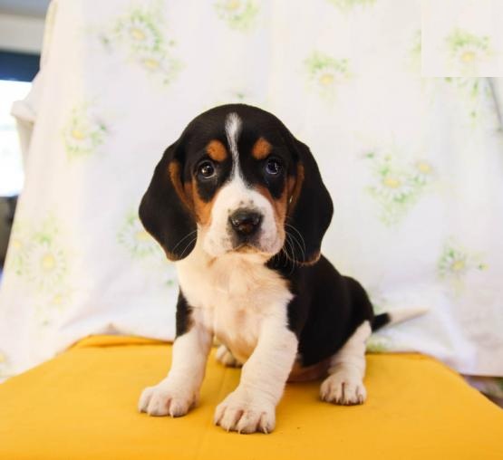 Beagle Puppies Image eClassifieds4u