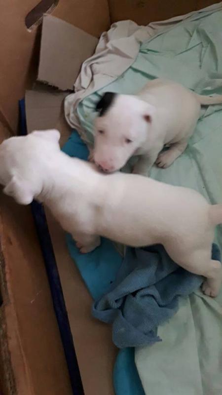 Bull Terrier Puppies Image eClassifieds4u
