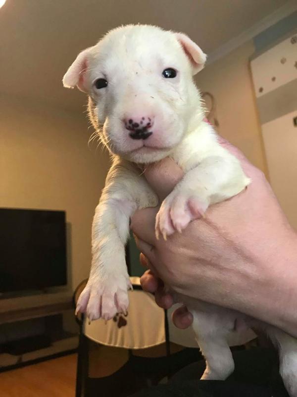 Bull Terrier Puppies Image eClassifieds4u