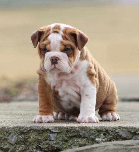 C.K.C MALE AND FEMALE ENGLISH BULLDOG PUPPIES AVAILABLE Image eClassifieds4u