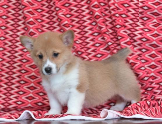 Corgi Puppies Image eClassifieds4u