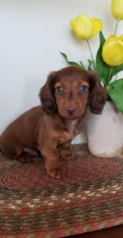 Dachshund Puppies Image eClassifieds4u