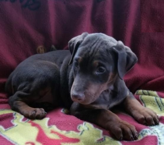 Doberman Pinscher Puppies Image eClassifieds4u