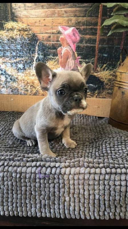 French Bulldog Puppies Image eClassifieds4u