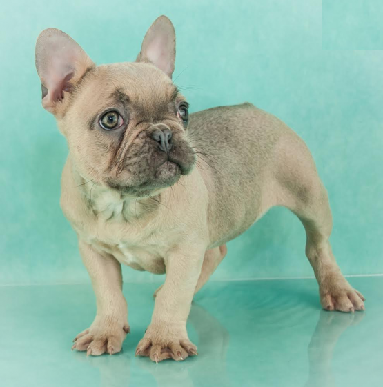 French Bulldog Puppies Image eClassifieds4u