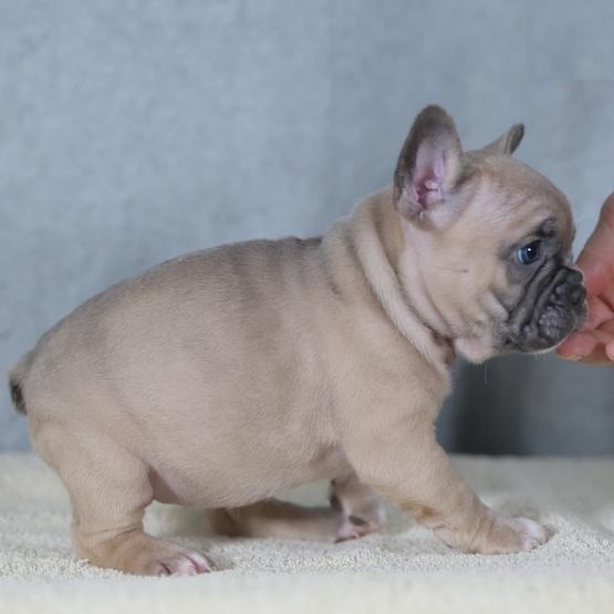 French Bulldog Puppies Image eClassifieds4u