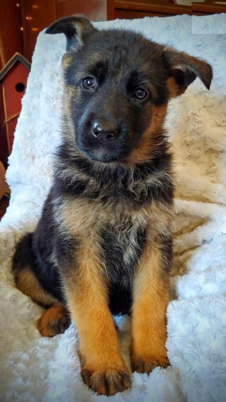German Shepherd Puppies Image eClassifieds4u