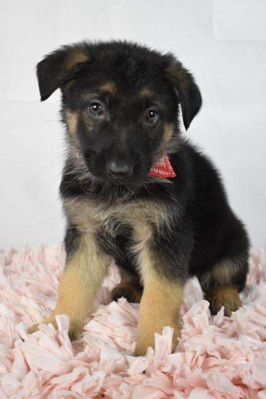 German Shepherd Puppies Image eClassifieds4u