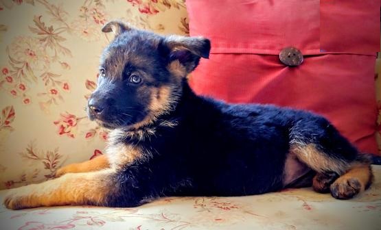 German Shepherd Puppies Image eClassifieds4u