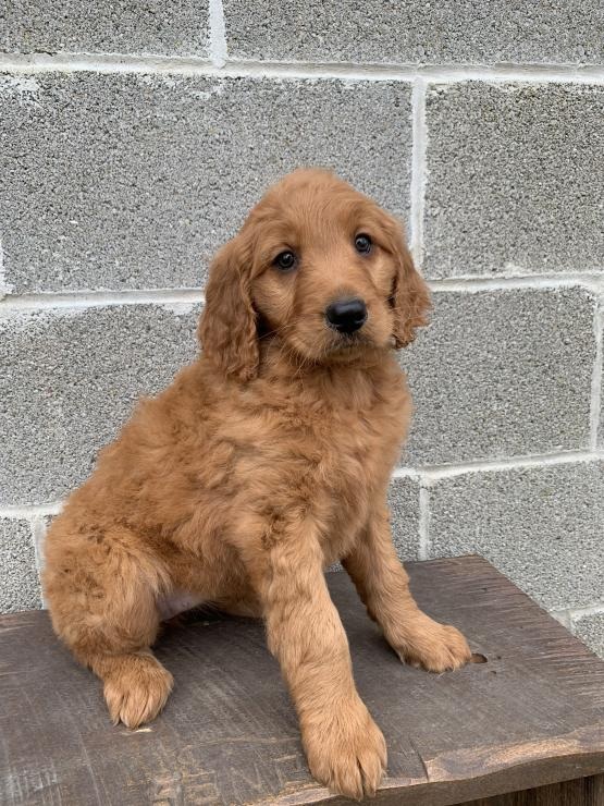 Goldendoodle Puppies Image eClassifieds4u