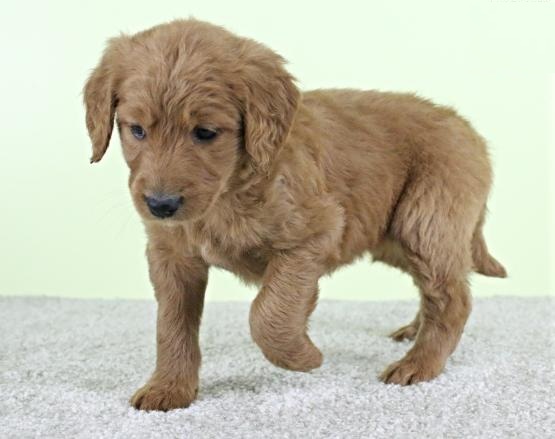 Goldendoodle Puppies Image eClassifieds4u