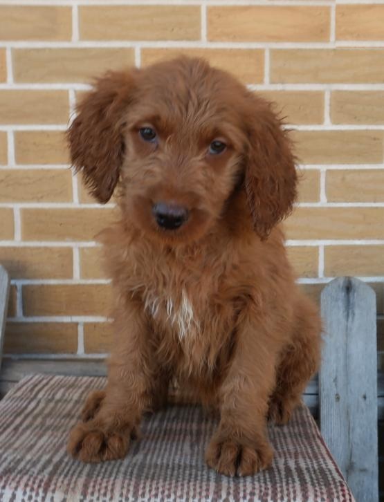 Goldendoodle Puppies Image eClassifieds4u