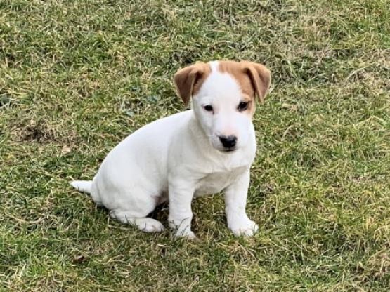 Jack Russell Terrier Puppies Image eClassifieds4u