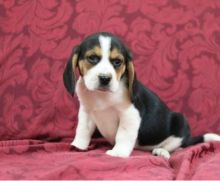 C.K.C MALE AND FEMALE BEAGLE PUPPIES AVAILABLE Image eClassifieds4U
