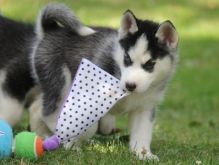 C.K.C MALE AND FEMALE SIBERIAN HUSKY PUPPIES AVAILABLE Image eClassifieds4U