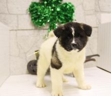 Akita Puppies Image eClassifieds4U