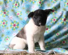 Akita Puppies Image eClassifieds4U
