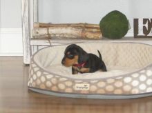 Black and Tan Dachshund Puppies Image eClassifieds4U