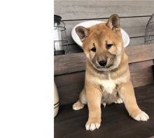 Charming male and female Shiba Inu puppies Image eClassifieds4U