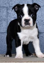 C.K.C MALE AND FEMALE BOSTON TERRIER PUPPIES AVAILABLE Image eClassifieds4U