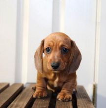 Dachshund Puppies Image eClassifieds4U