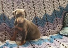Doberman Pinscher Puppies Image eClassifieds4U