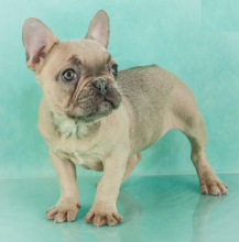 French Bulldog Puppies Image eClassifieds4U