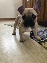 French Bulldog Puppies Image eClassifieds4U