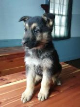 German Shepherd Puppies Image eClassifieds4U