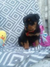 Rottweiler Puppies Image eClassifieds4U