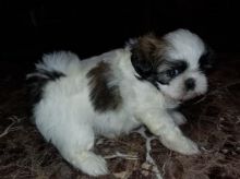 Shih Tzu Puppies Image eClassifieds4U