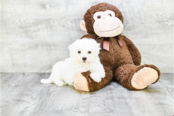 Maltese Puppies Image eClassifieds4u