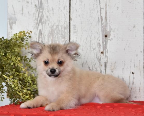 Pomeranian Puppies Image eClassifieds4u