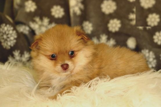 Pomeranian Puppies Image eClassifieds4u