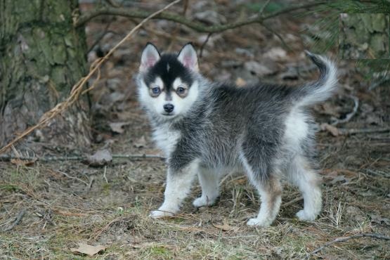 Pomsky Puppies Image eClassifieds4u