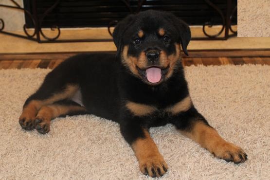 Rottweiler Puppies Image eClassifieds4u