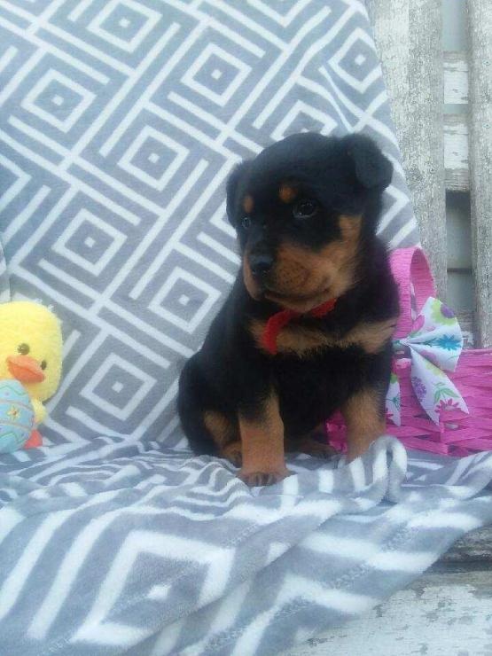Rottweiler Puppies Image eClassifieds4u