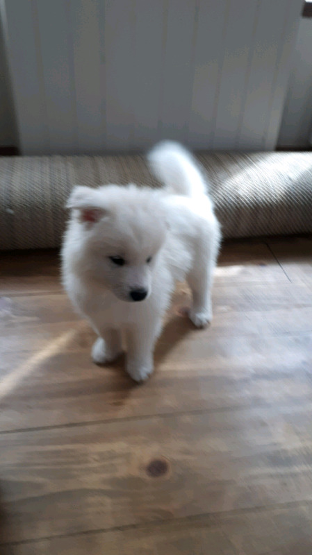 Samoyed Puppies Image eClassifieds4u