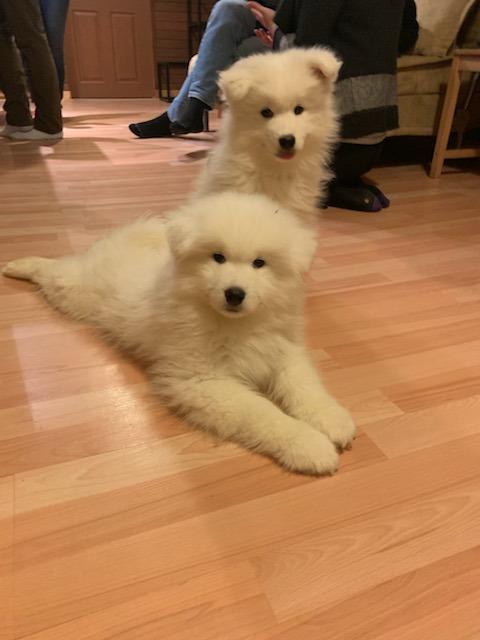 Samoyed Puppies Image eClassifieds4u