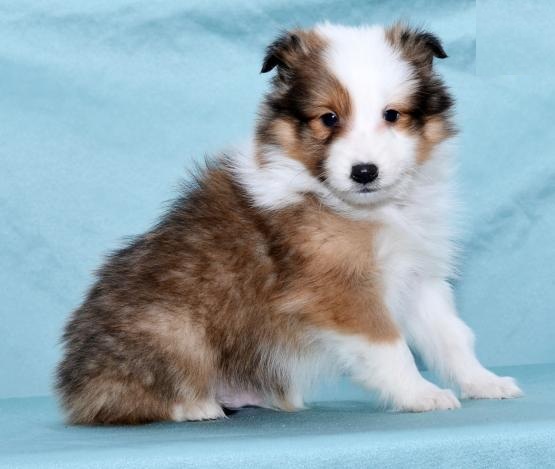 Sheltie Puppies Image eClassifieds4u