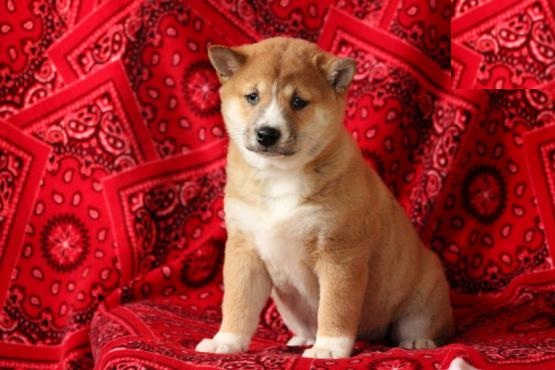 Shiba Inu Puppies Image eClassifieds4u