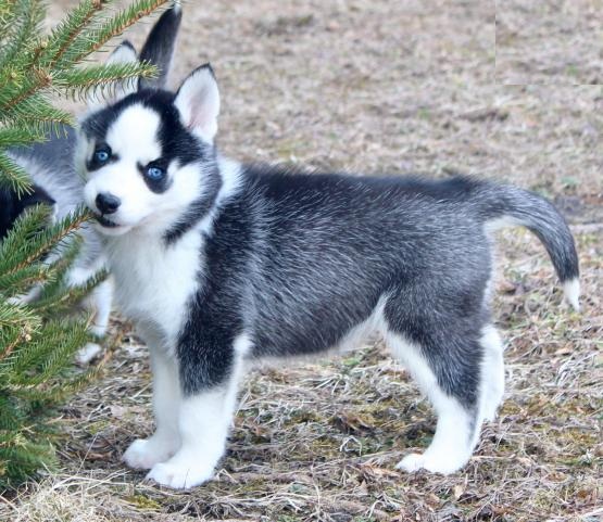 Siberian Husky Puppies Image eClassifieds4u