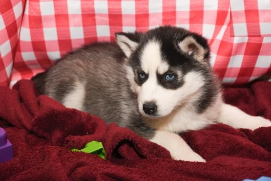 Siberian Husky Puppies Image eClassifieds4u