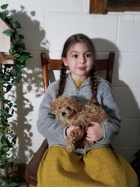 Toy Poodle Puppies Image eClassifieds4u